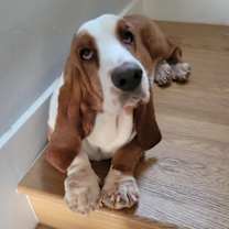 Thumbnail photo of Scotty #1