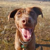 Thumbnail photo of Clancy #1