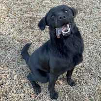Thumbnail photo of Kincaid #3