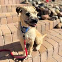 adopt-pet