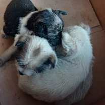 Thumbnail photo of Baby Maya #4