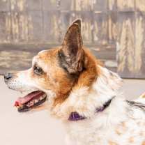 Thumbnail photo of Ollie - Adopt Me! #3