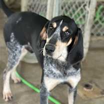 Thumbnail photo of Boone #1