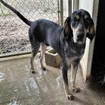 Thumbnail photo of Boone #2