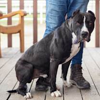 Thumbnail photo of Adonis #1