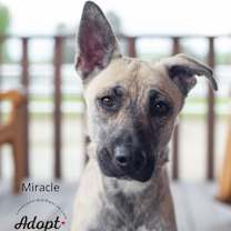 Thumbnail photo of Miracle #1