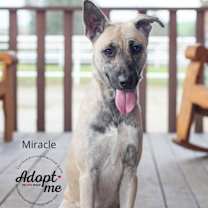 Thumbnail photo of Miracle #2