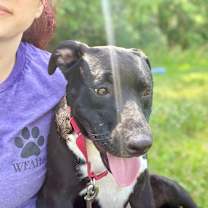 Thumbnail photo of Pippa #1
