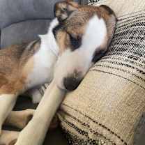 Thumbnail photo of Solo #2