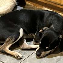 Thumbnail photo of Sebastian #1