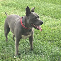 Thumbnail photo of CORDELIA #1