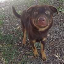 Thumbnail photo of Bear Lola #1