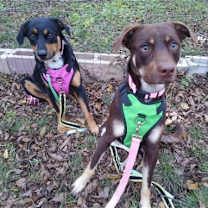 Thumbnail photo of Bear Lola #3