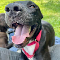 Thumbnail photo of Pippa #2