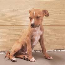 Thumbnail photo of Marshall #4