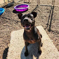 Thumbnail photo of NIKO #3