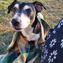 Thumbnail photo of Zorro #2