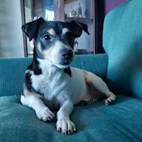 Thumbnail photo of Zorro #4
