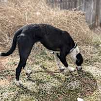 Thumbnail photo of Penny #2