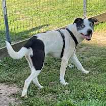 Thumbnail photo of Lokie* #3