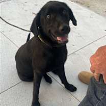 Thumbnail photo of Bailey #2