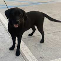 Thumbnail photo of Bailey #3