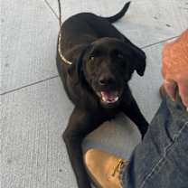 Thumbnail photo of Bailey #4