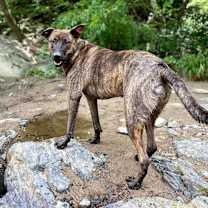 Thumbnail photo of Tawney #1