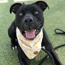 Thumbnail photo of Zorro #3