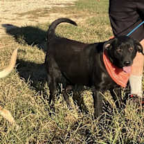 Thumbnail photo of Bailey #1