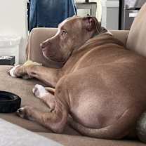 Thumbnail photo of Lennox #2