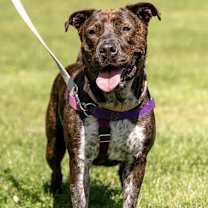 Thumbnail photo of Jenga #3