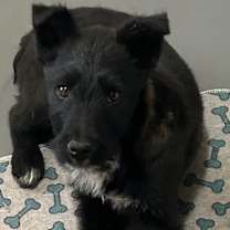 Thumbnail photo of Blade #1