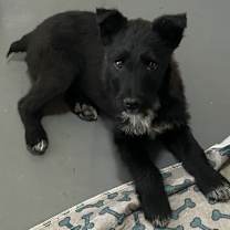 Thumbnail photo of Blade #2