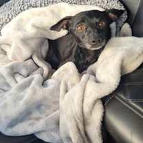 Thumbnail photo of BUSTER #1