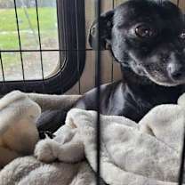 Thumbnail photo of BUSTER #2