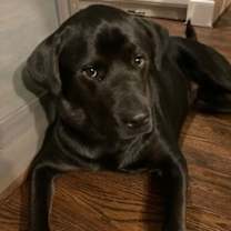 Thumbnail photo of Muggs *FOSTER NEEDED TOO #3