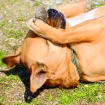 Thumbnail photo of Rudy #3