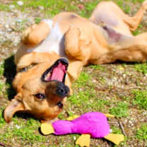 Thumbnail photo of Rudy #4
