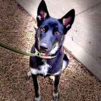 Thumbnail photo of Shadow #1