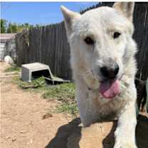 Thumbnail photo of Apollo tha' Dog! #1