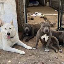 Thumbnail photo of Apollo tha' Dog! #2