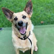 Thumbnail photo of Pumba #2