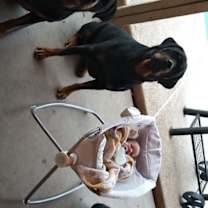 adopt-pet