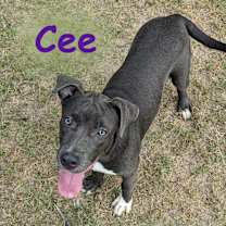 Thumbnail photo of Cee #4