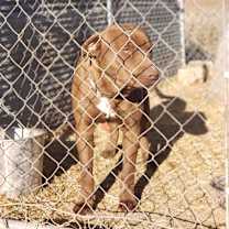 Thumbnail photo of Rufus #3