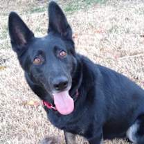 Thumbnail photo of Sambra #3