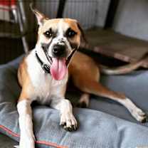 Thumbnail photo of Bogart #1