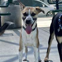 Thumbnail photo of Bogart #2