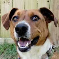 Thumbnail photo of Chip #1